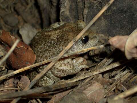 Image of Midwife toads