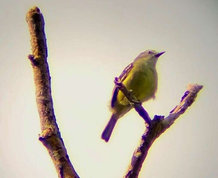 Image of White-lored Tyrannulet