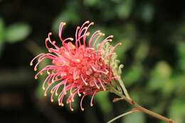 Imagem de Grevillea banksii R. Br.