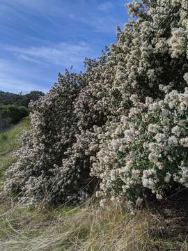 Image of island ceanothus