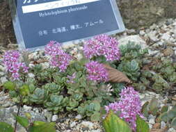 Image of stonecrop