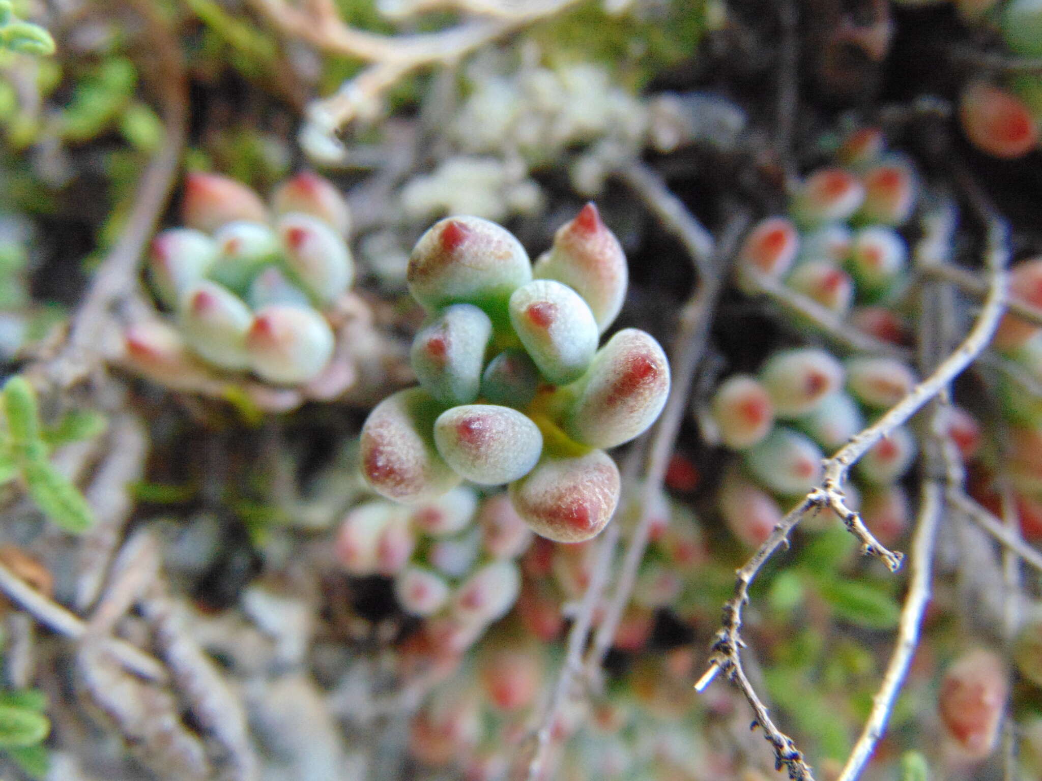 Image of Graptopetalum pachyphyllum Rose