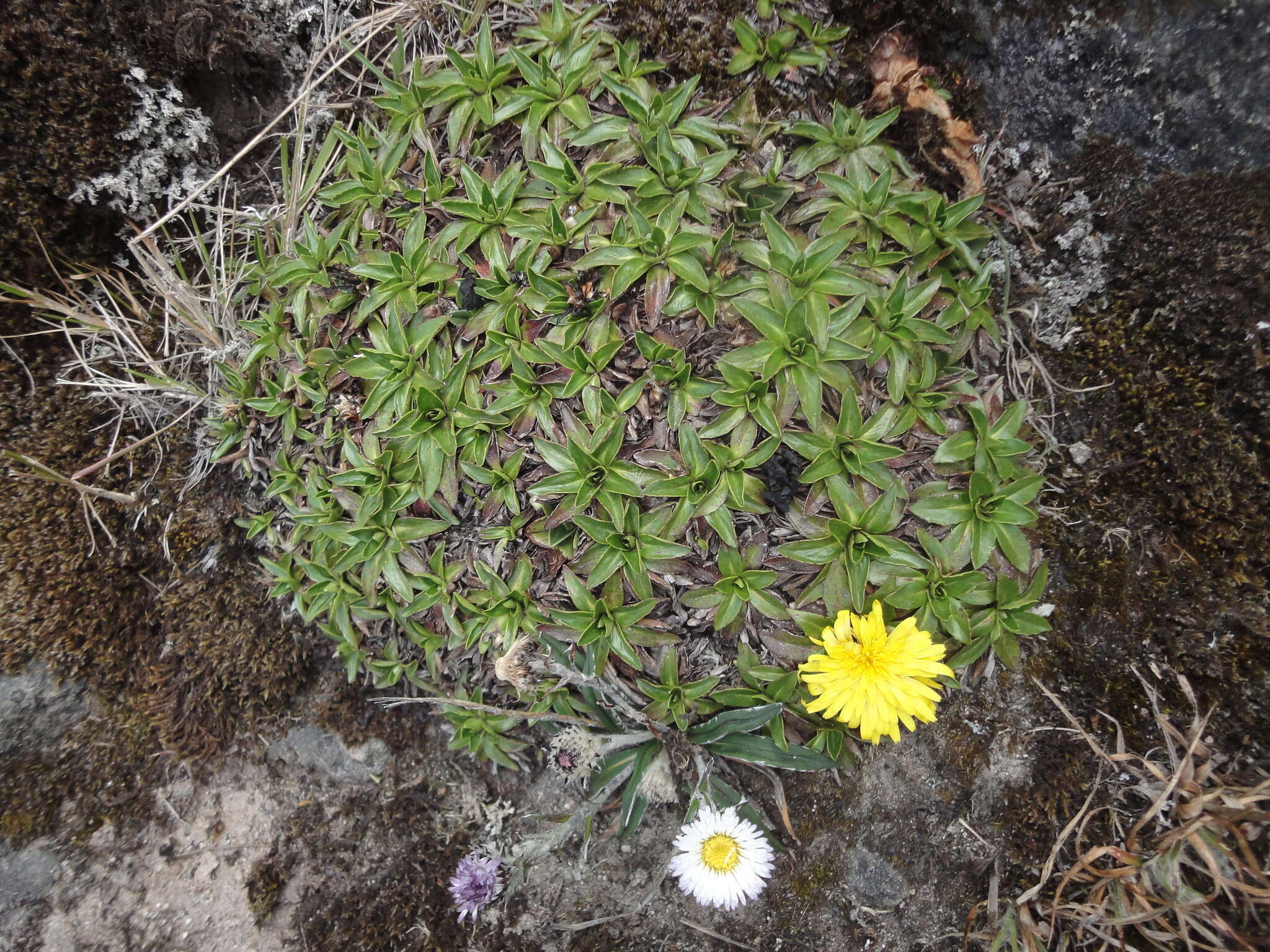 Image de Hypochaeris sessiliflora Kunth