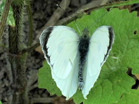 Image of cabbage butterfly