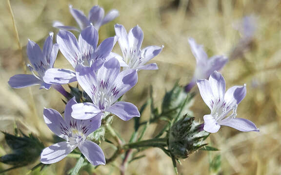 Image of desert woollystar