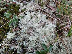 Image de Cladonia arbuscula subsp. mitis (Sandst.) Ruoss