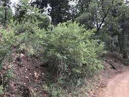 Image of New Mexico Locust