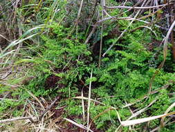 Image of Adiantum aethiopicum L.