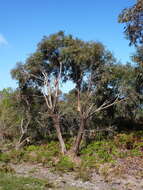 Image of Eucalyptus willisii P. Y. Ladiges, C. J. Humphries & M. I. H. Brooker