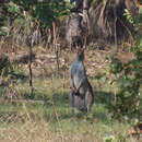 Imagem de Macropus antilopinus (Gould 1841)