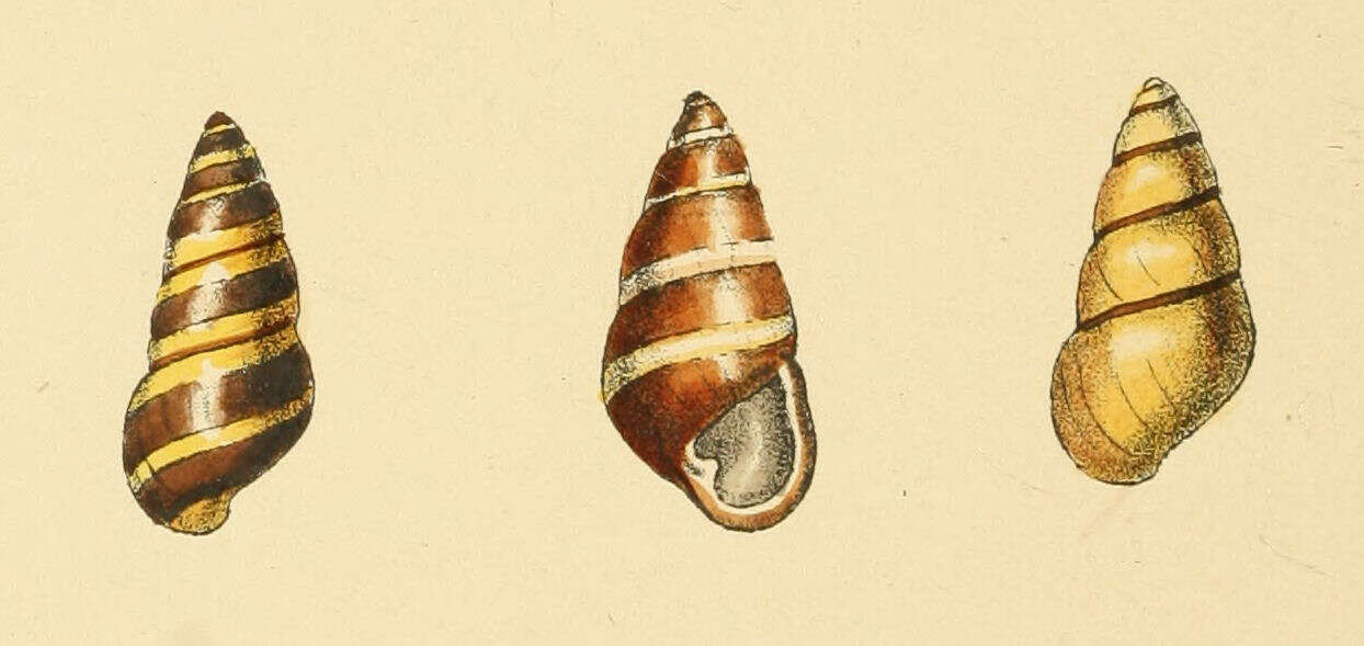 Image of Achatinella pulcherrima
