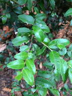 Image of evergreen huckleberry