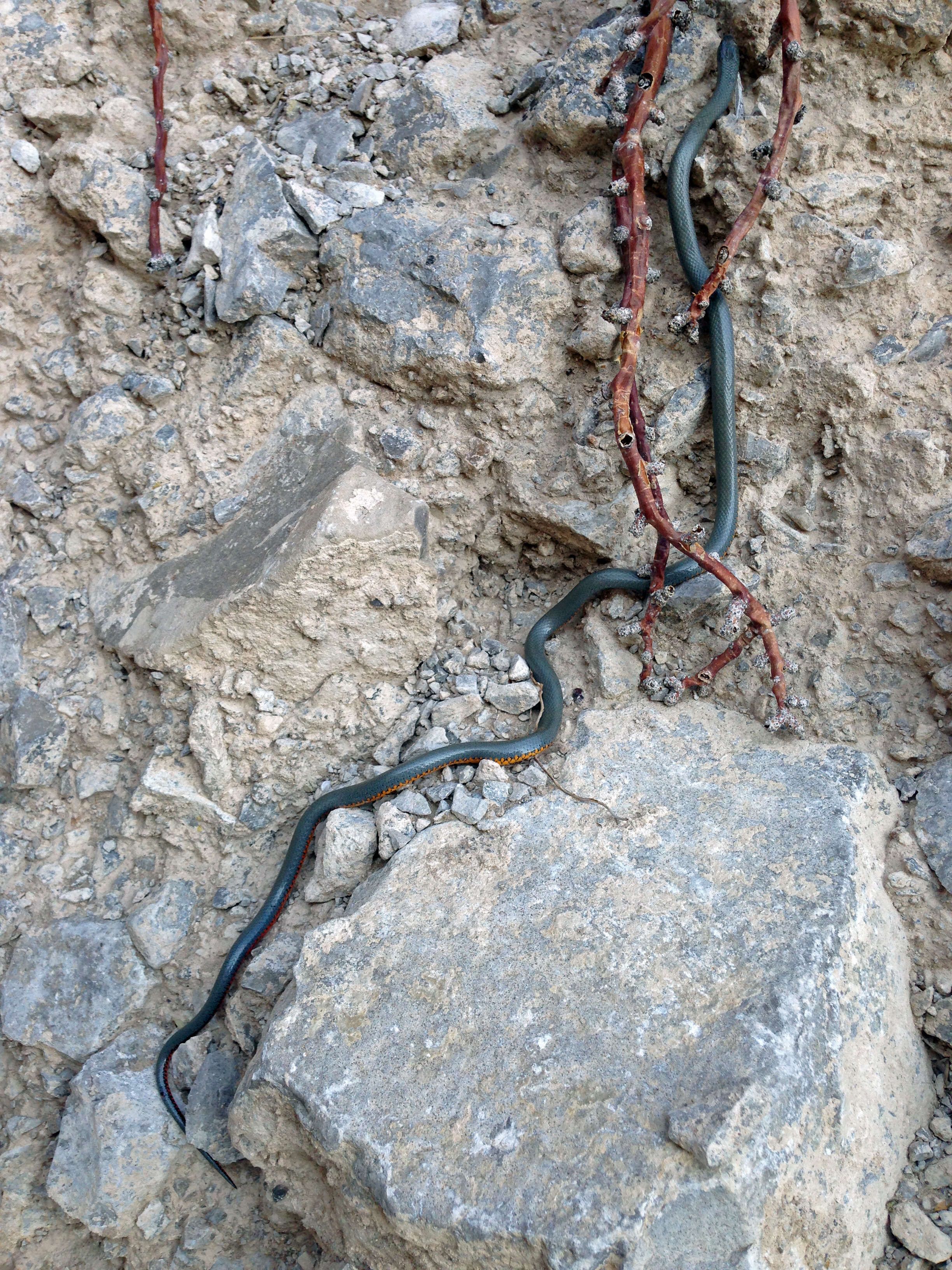 Image of Ring-necked Snake