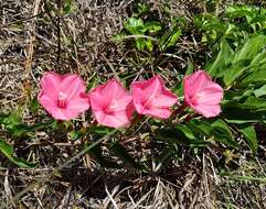 Слика од Ipomoea microdactyla Griseb.