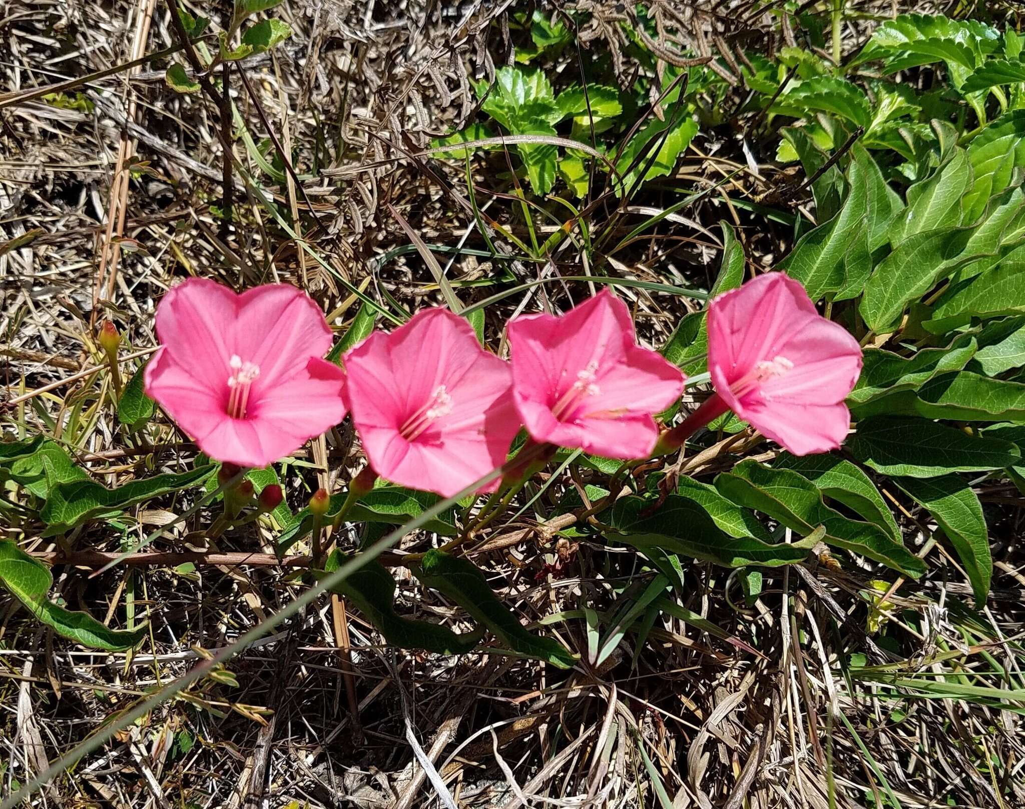 Слика од Ipomoea microdactyla Griseb.