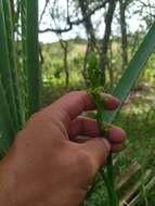 Image of Habenaria henscheniana Barb. Rodr.