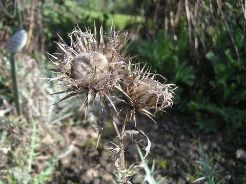 Image of dwarf thistle