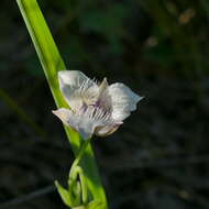 Image of Selway mariposa lily