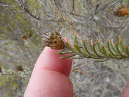 Oedera fruticosa (L.) N. G. Bergh的圖片