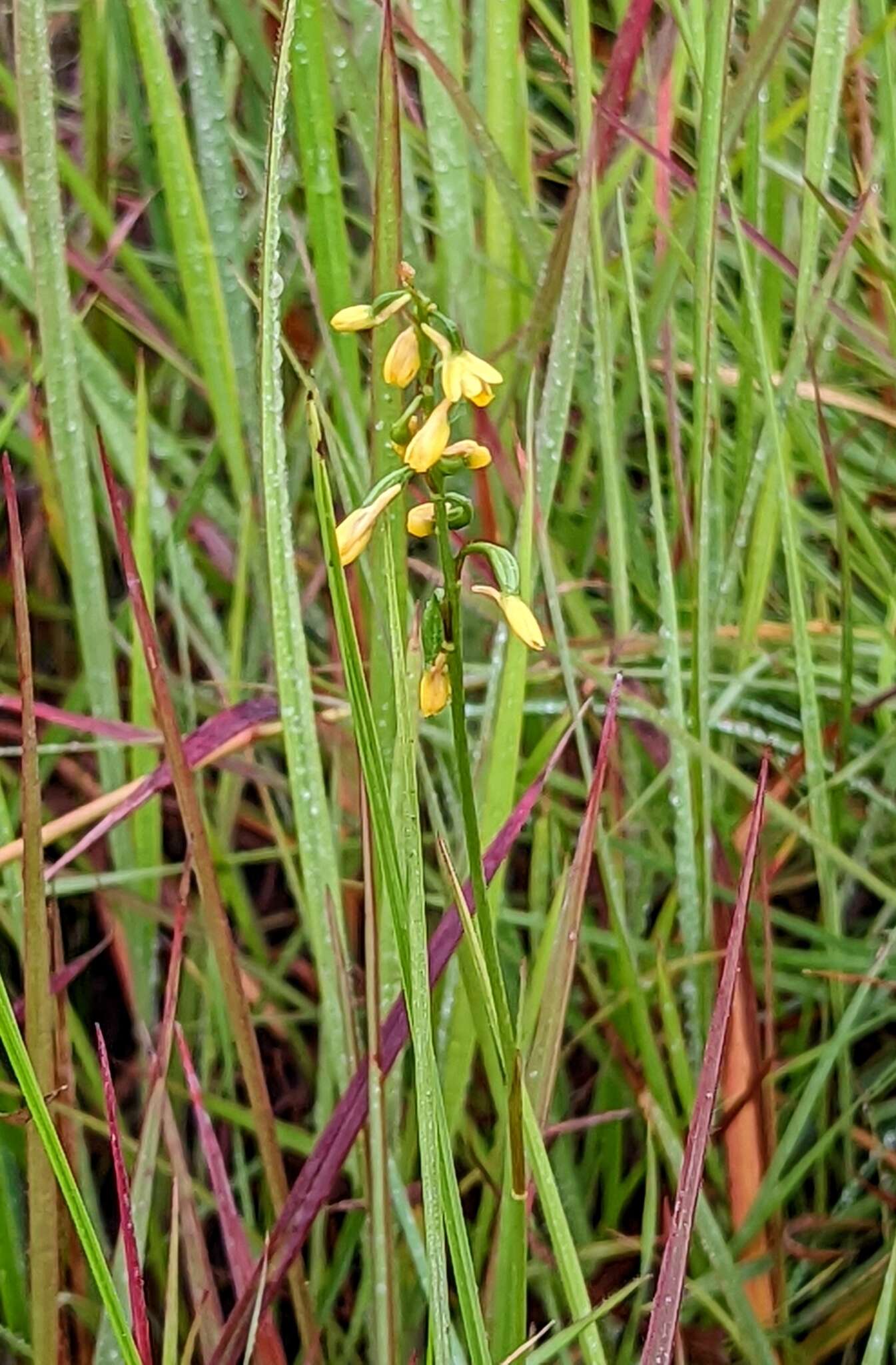 Image de Eulophia milnei Rchb. fil.