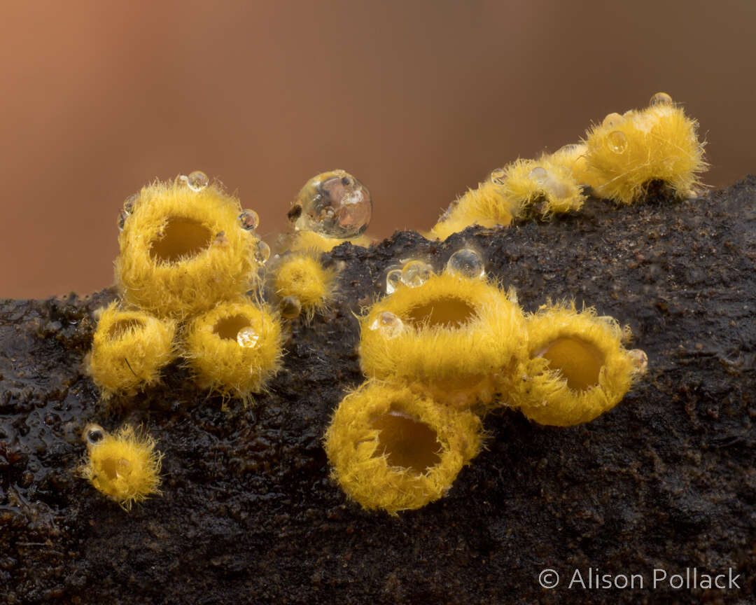 Image of Trichopeziza subsulphurea (Svrček) Baral 1993