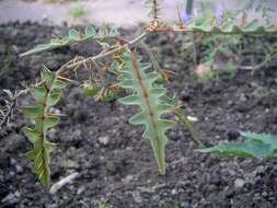 Image of Orange-thorned nightshade