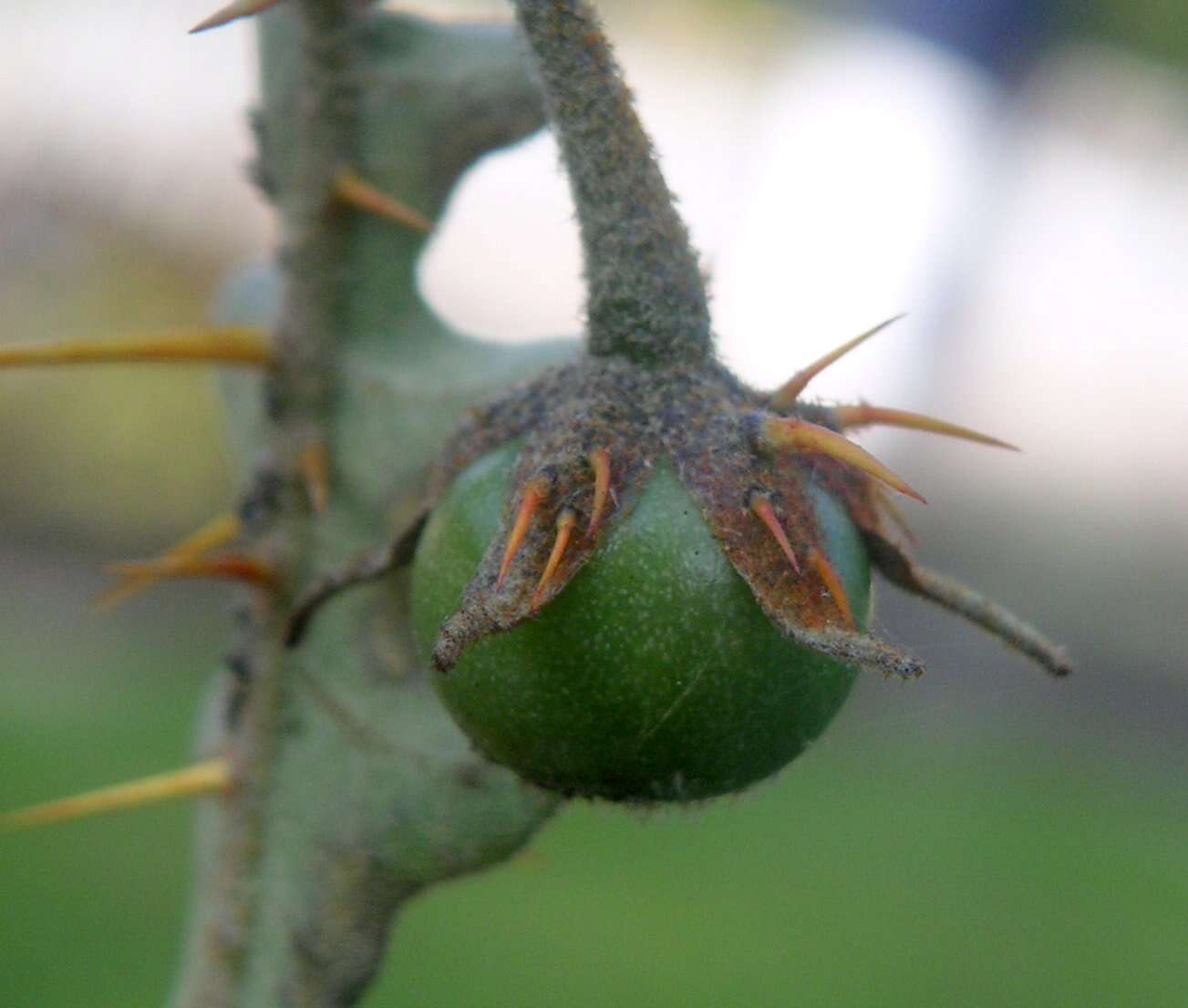 Image of Orange-thorned nightshade