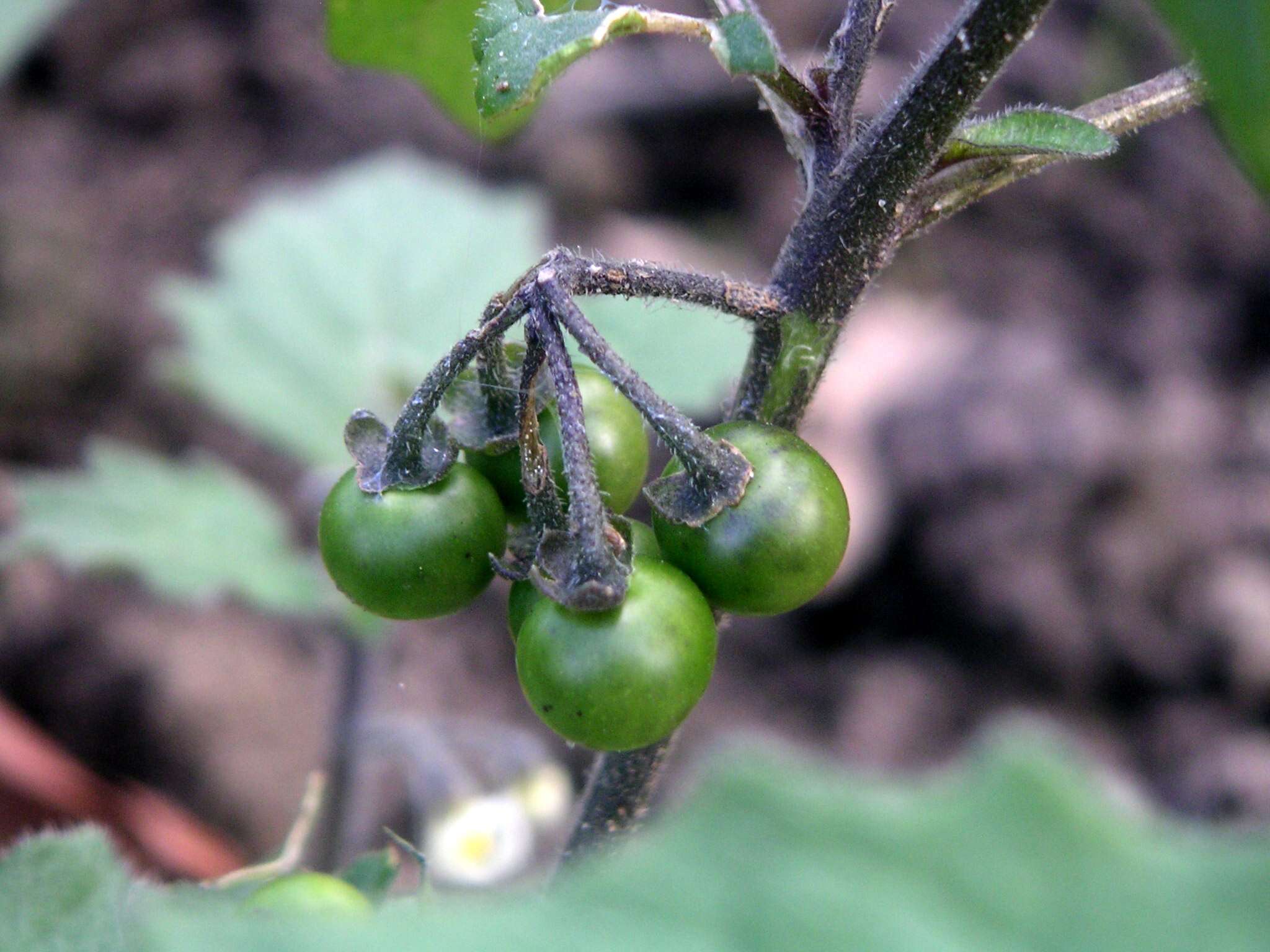 Image of hairy nightshade