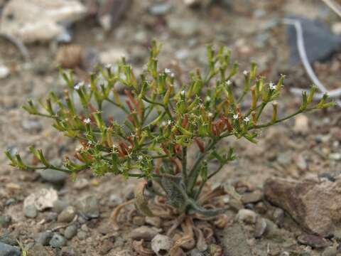 Image of brittle spineflower