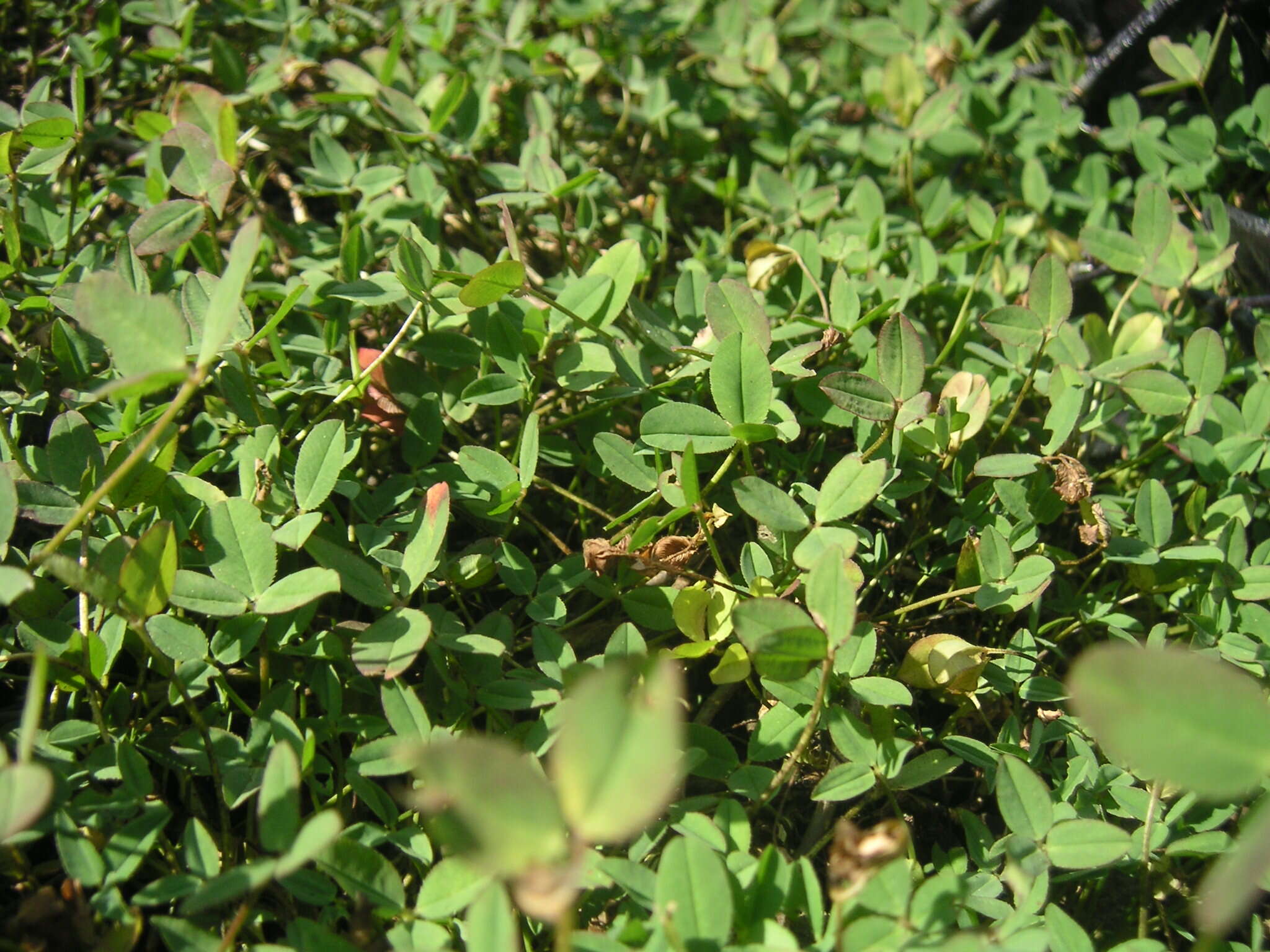 Image of strawberry clover