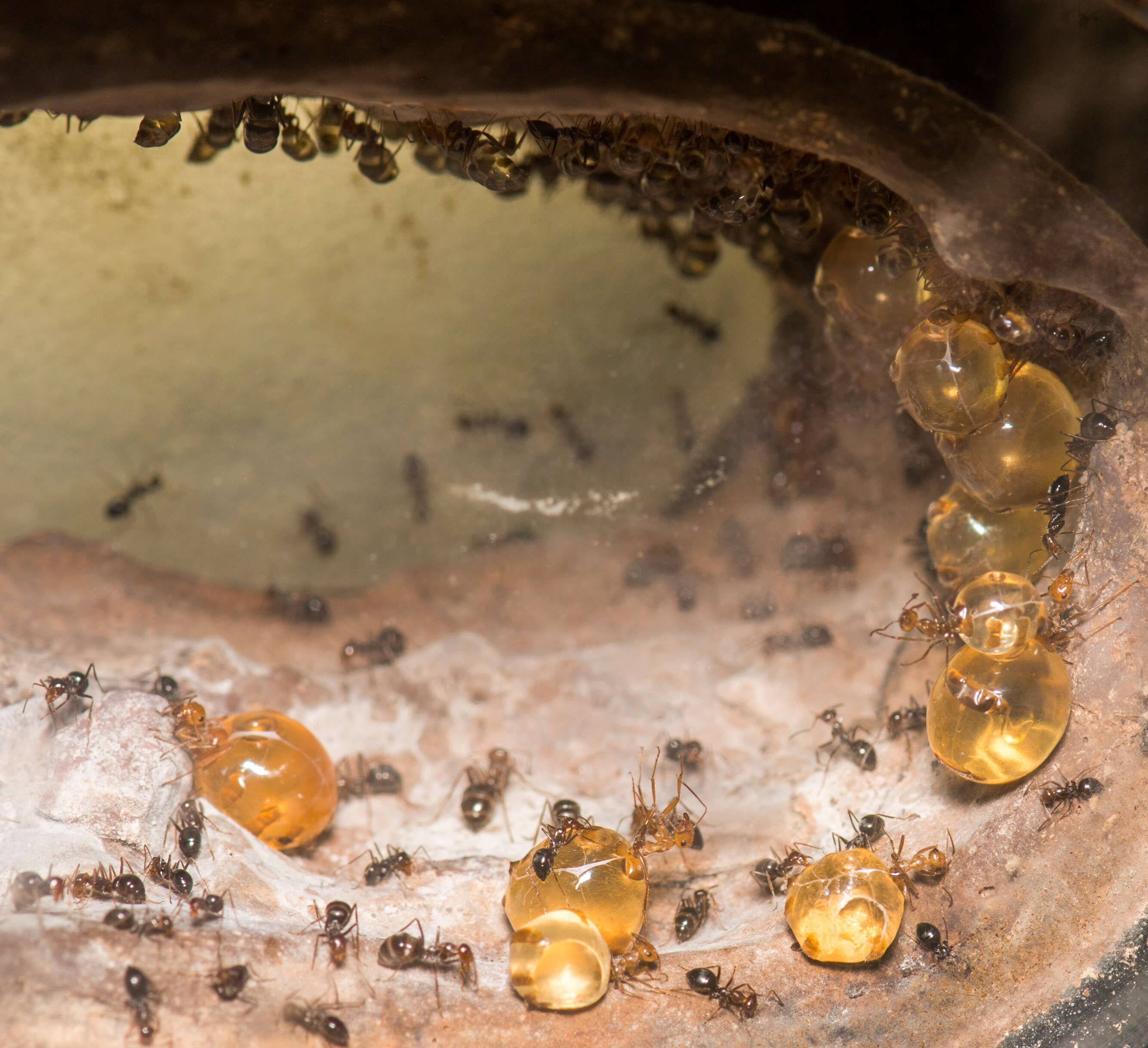 Image of Myrmecocystus mimicus Wheeler 1908