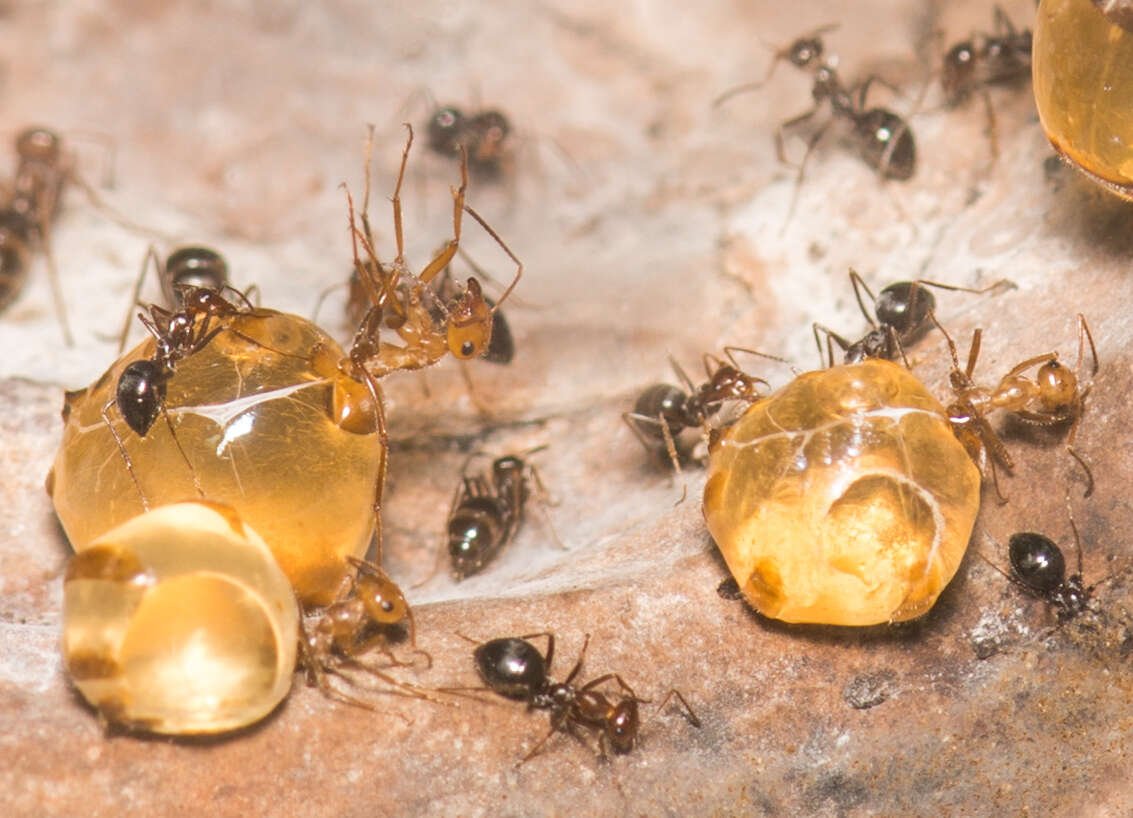 Image of Myrmecocystus mimicus Wheeler 1908