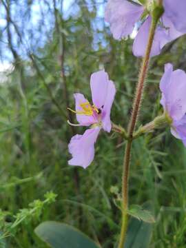 صورة Pleroma gracile (Bonpl.) A. Gray