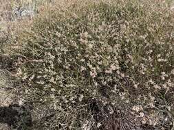 Image of spreading buckwheat