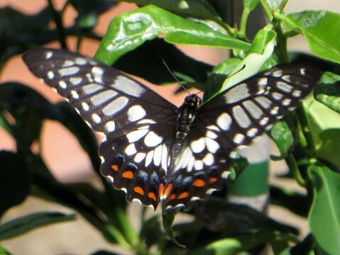 Слика од Papilio anactus Macleay 1826