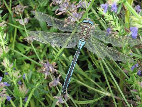 Image of Blue Emperor