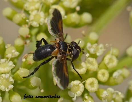 Image of Trichopoda pictipennis Bigot 1876