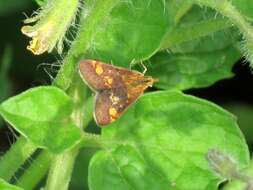 Image of Mint moth