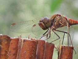 Image of Moustached Darter