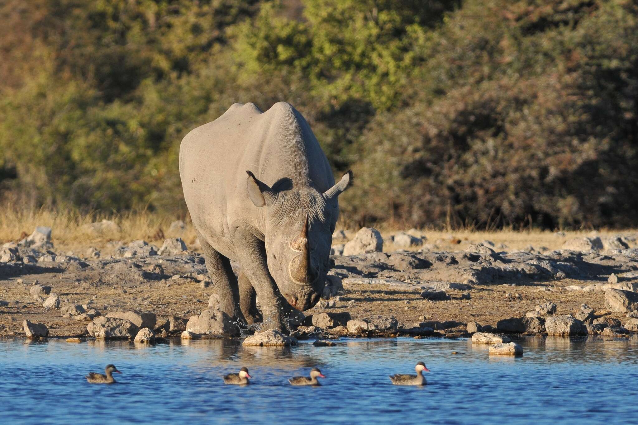 Image of Cape rhinoceros