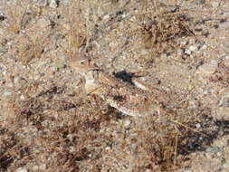 Image of Desert Horned Lizard