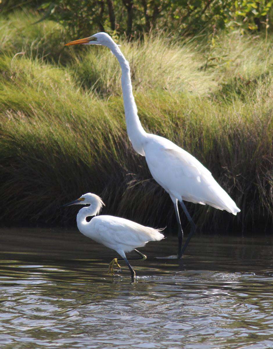 Image of Egretta Forster & T 1817