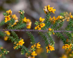 Image of Pultenaea graveolens Tate