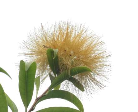 Image of Stifftia chrysantha Mikan