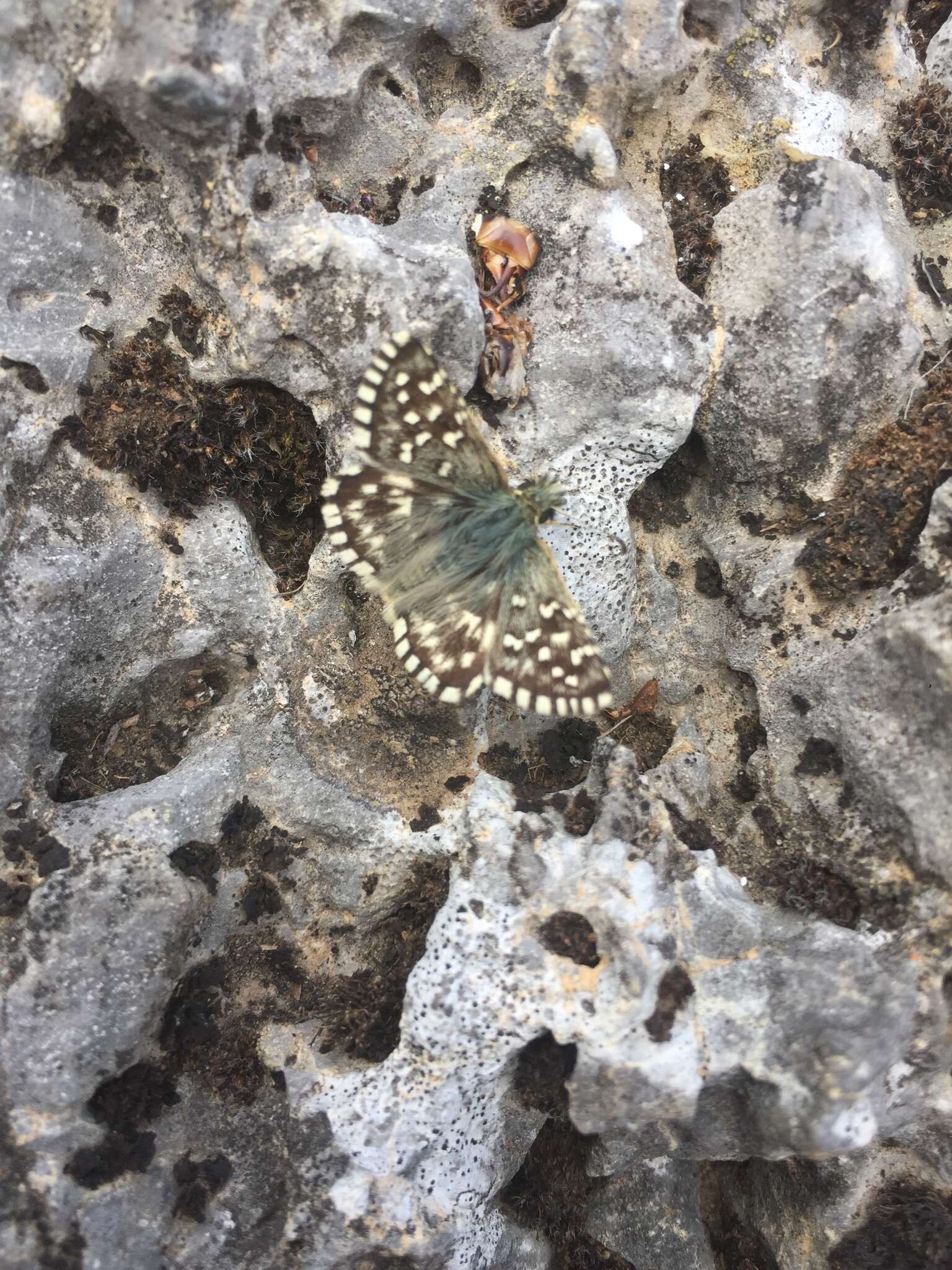 Image of Southern Grizzled Skipper