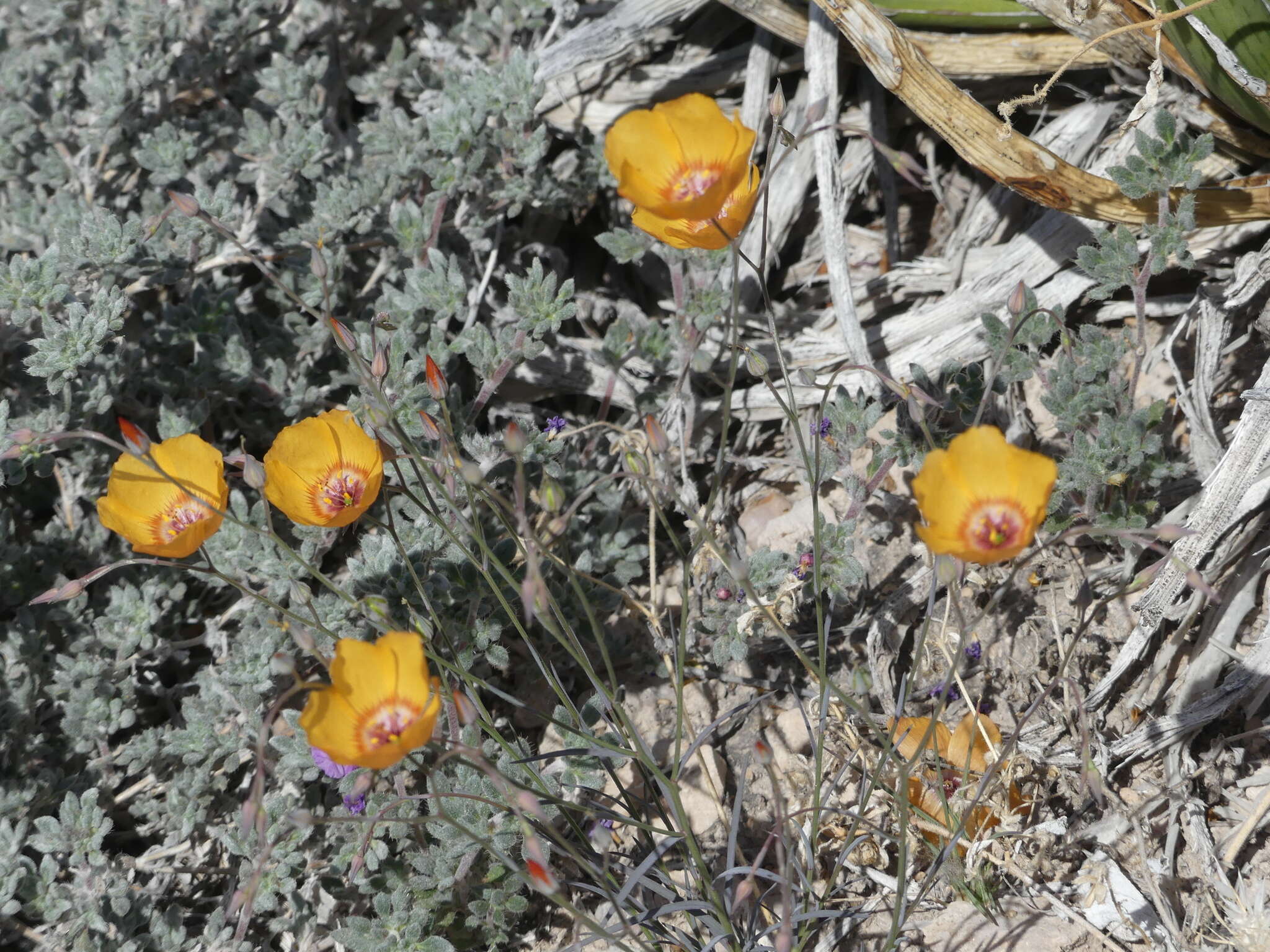 Слика од Linum vernale Woot.