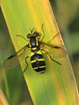 Image of Xanthogramma pedissequum (Harris 1776)