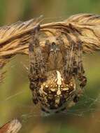 Image of Garden spider