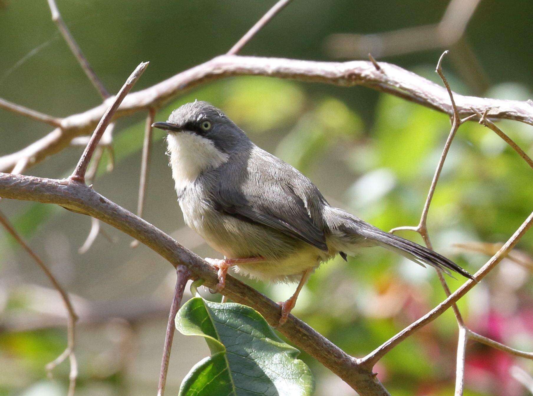 Image of Apalis thoracica capensis Roberts 1936