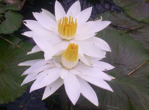 Image of Egyptian white water-lily